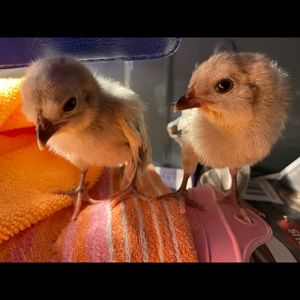 Meet your Posher, Trish